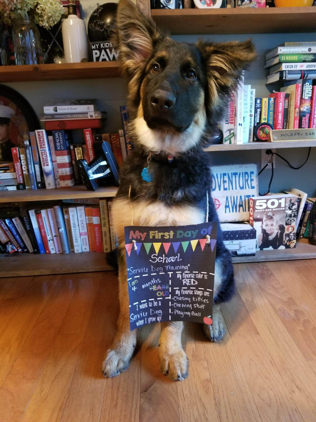 How Service Dogs Help Our Veterans Clear Path for Veterans New England