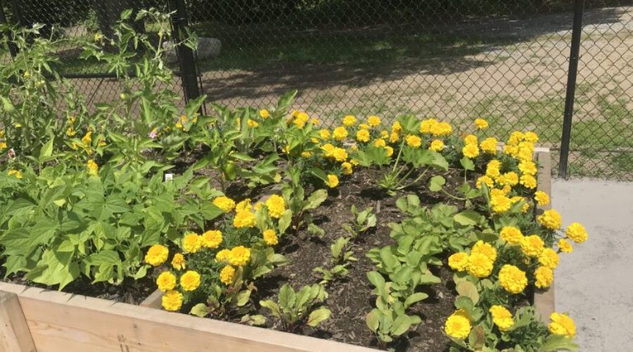 AYER COMMUNITY GARDEN COLLABORATES WITH CLEAR PATH