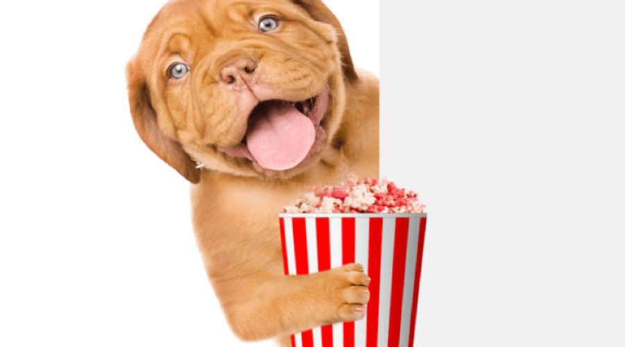 Popcorn and Puppies