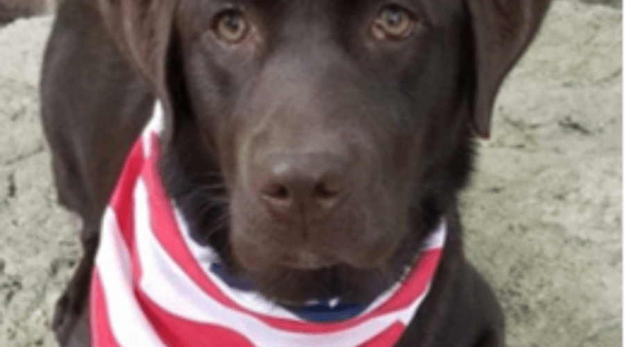 Devens Dog and Music Festival
