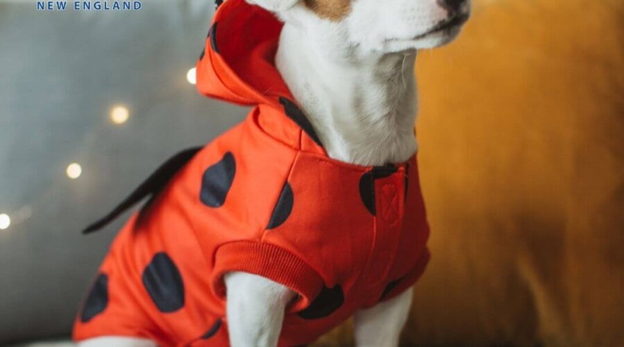 Halloween Costume Dog Photo Contest