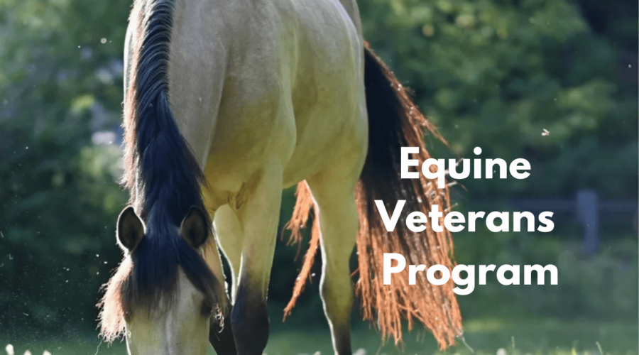 Veterans Equine Program